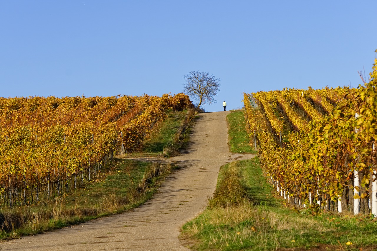 vineyards  vines  vineyard free photo