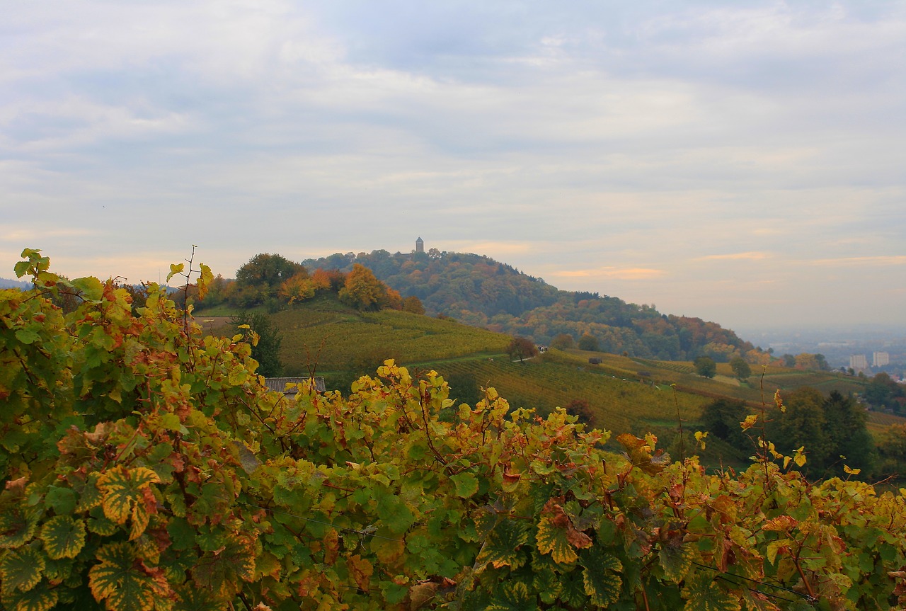 vineyards  nature  autumn free photo