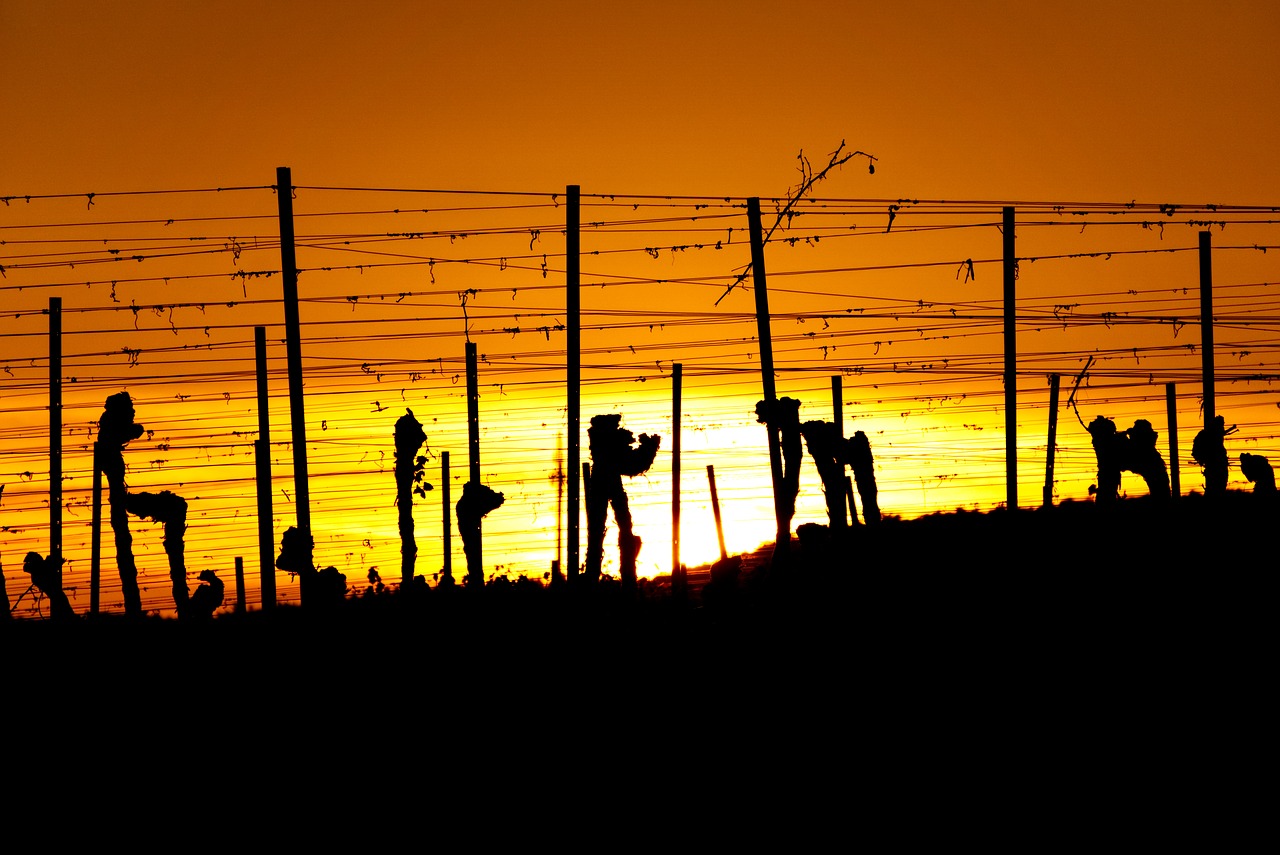 vineyards  sun  sunset free photo