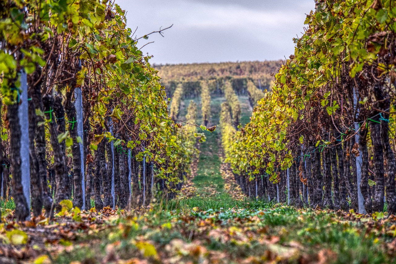 vineyards  vines  wine free photo