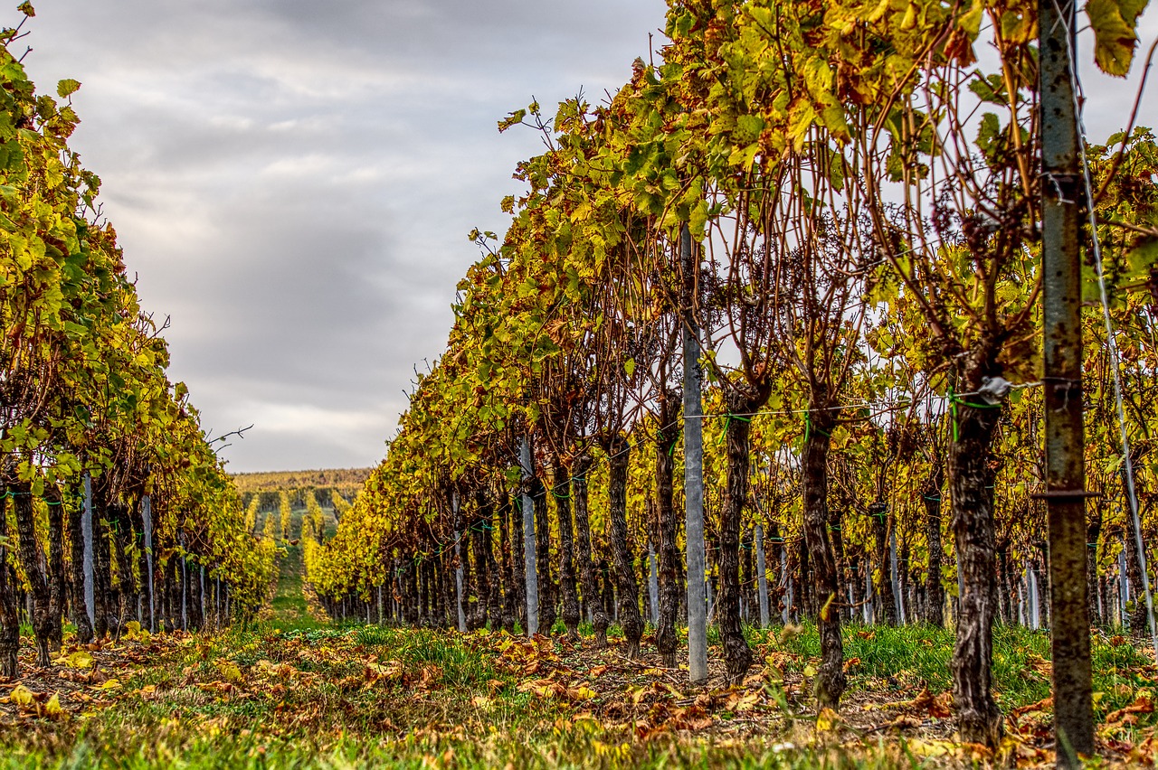 vineyards  vines  wine free photo