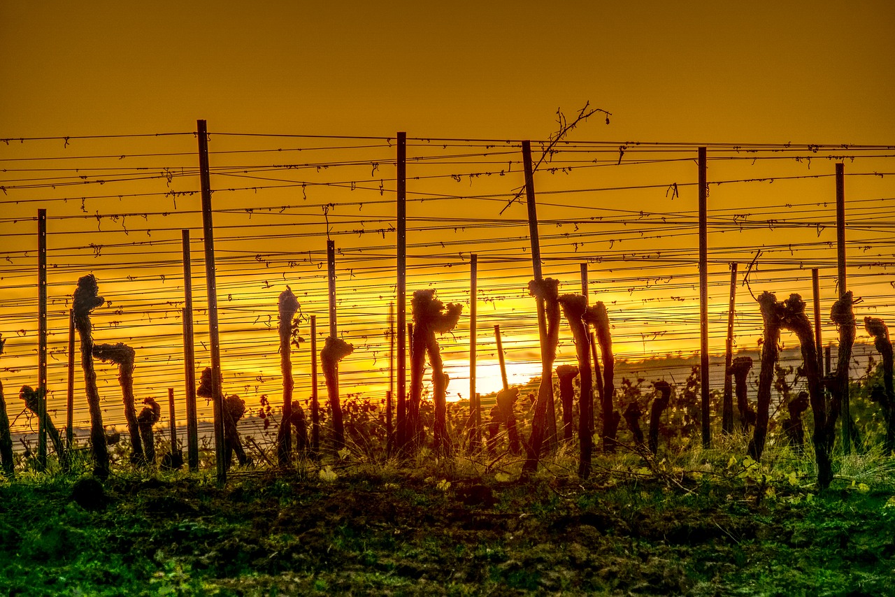 vineyards  sun  sunset free photo