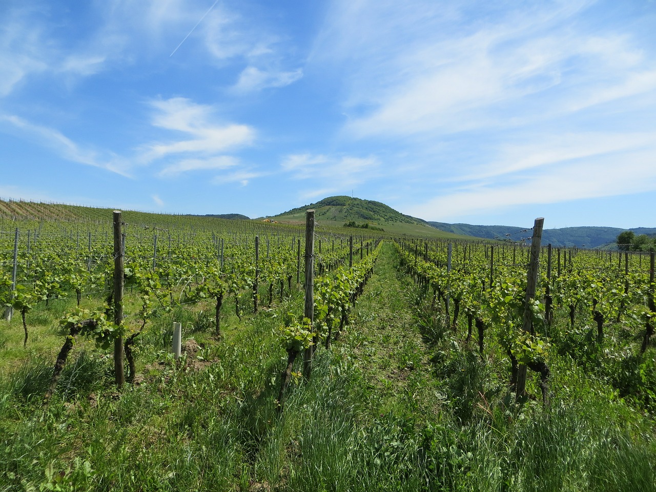 vineyards grapes read free photo
