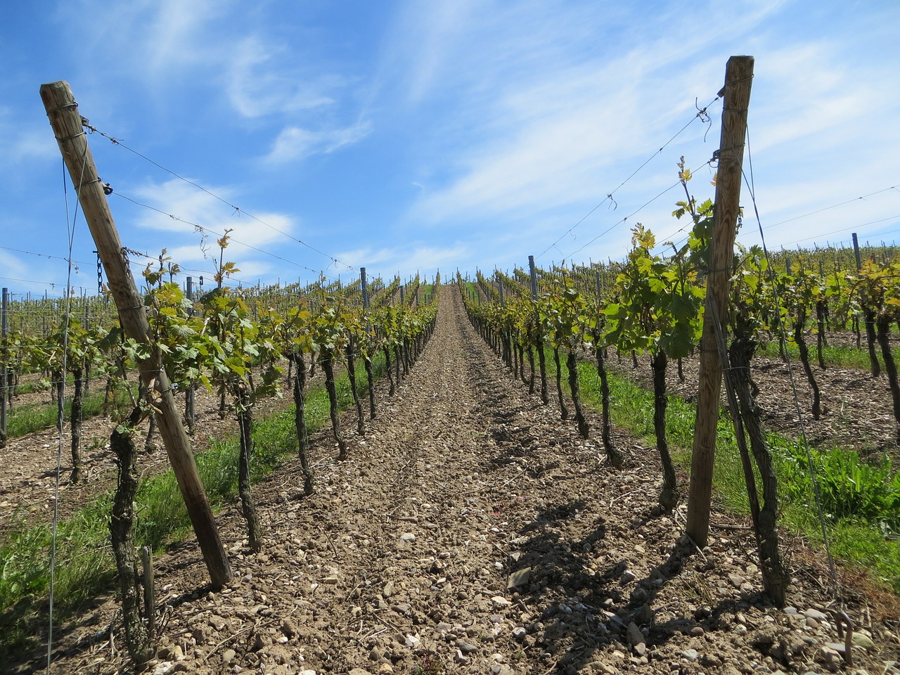 vineyards grapes vines free photo