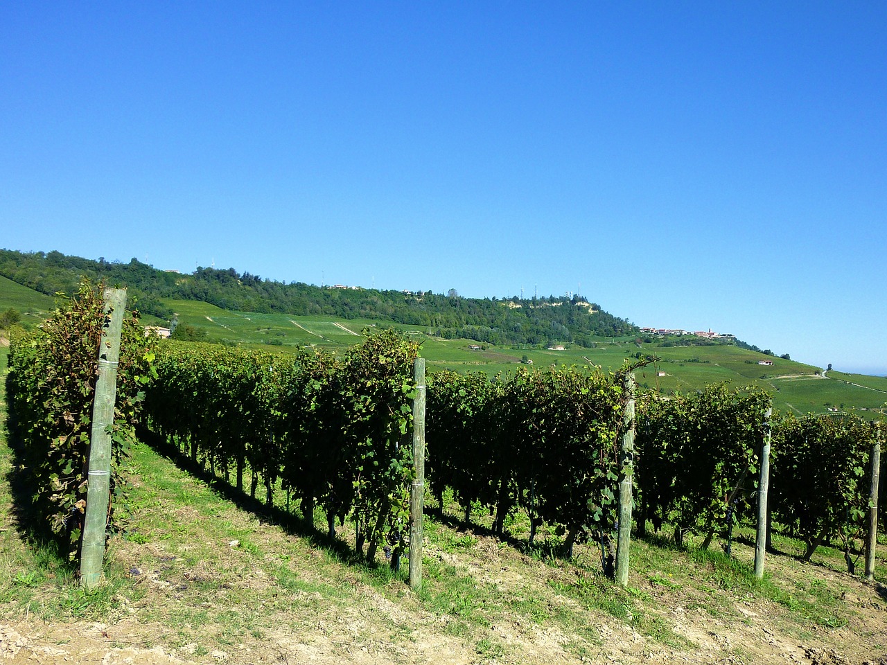 vineyards vines italy free photo
