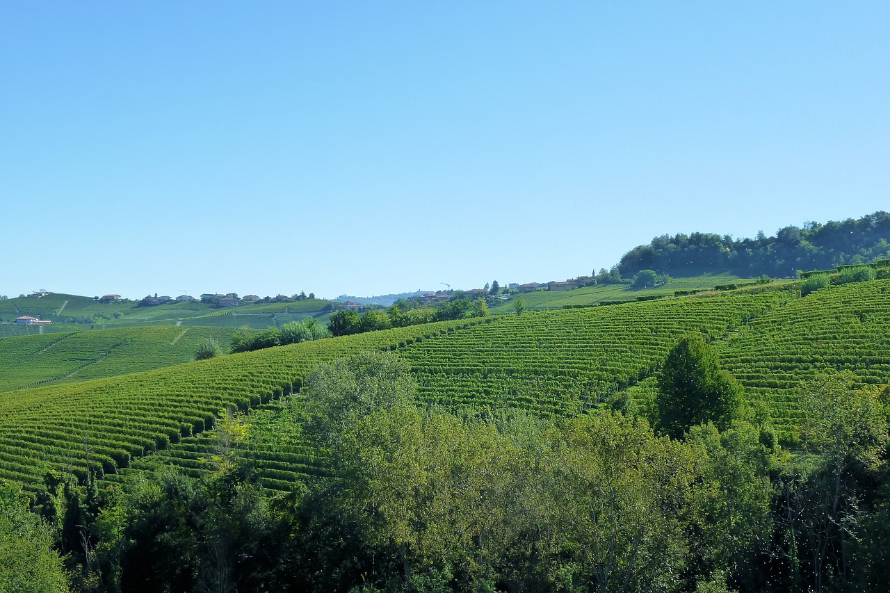 vineyards italy barolo free photo