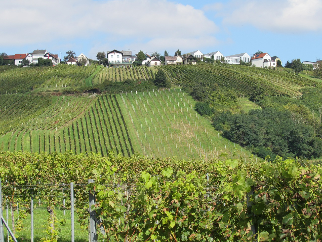 vineyards landscape winegrowing free photo
