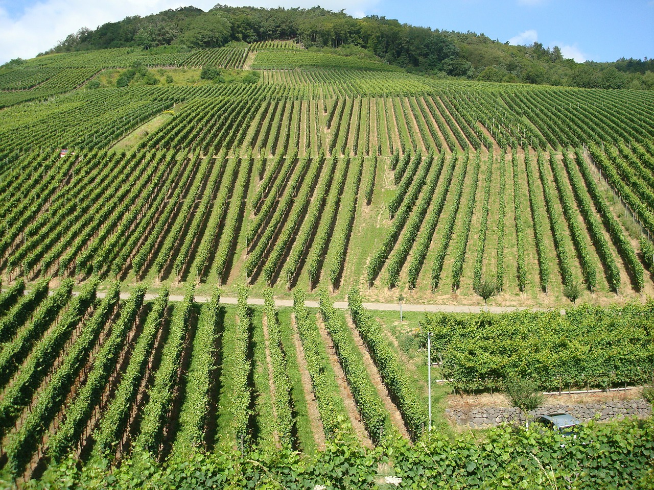 vineyards winegrowing nature free photo