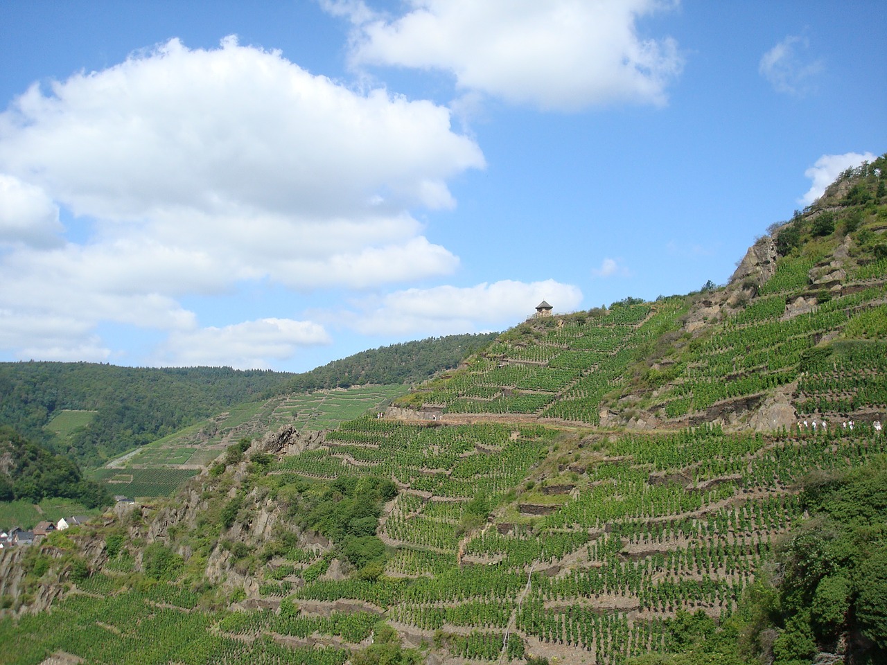 vineyards winegrowing nature free photo