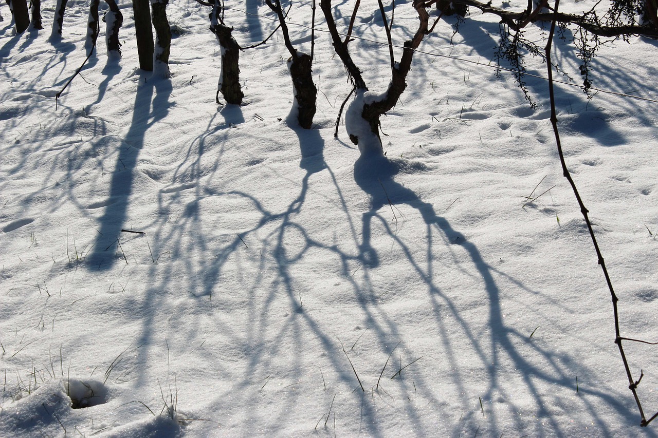 vineyards snow shadow free photo