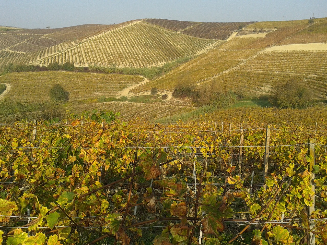 vineyards wine monferrato free photo