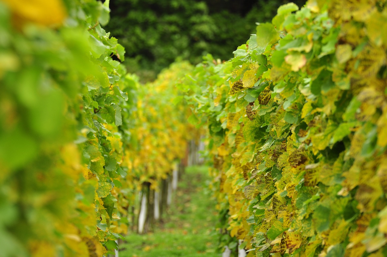 vineyards winegrowing vines free photo