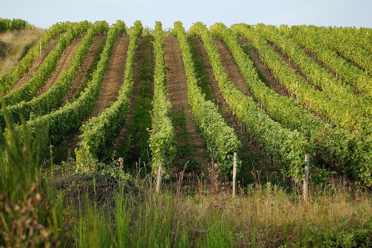 vineyards loire france free photo