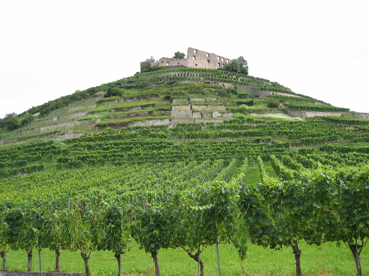 vineyards ruin castle free photo