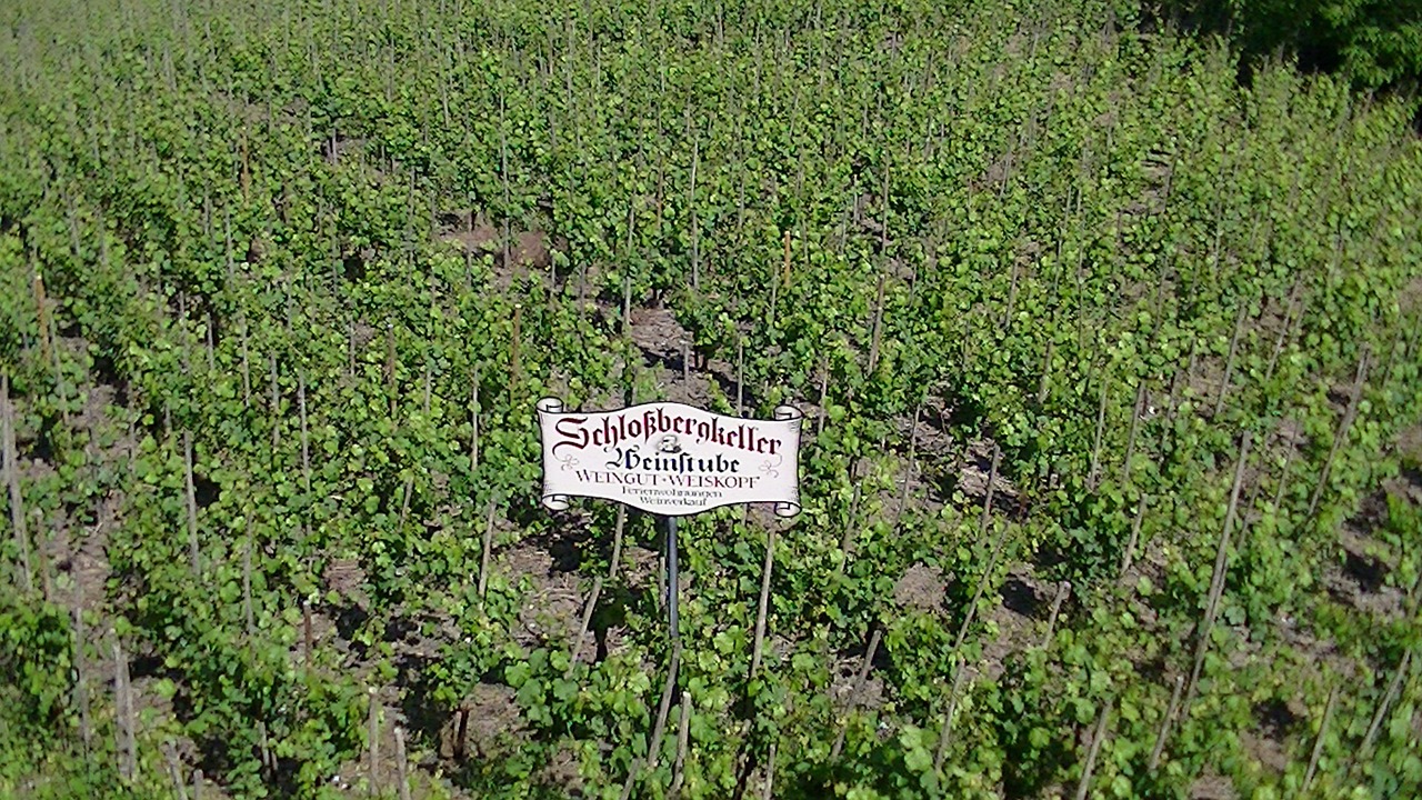 vineyards germany vineyard free photo