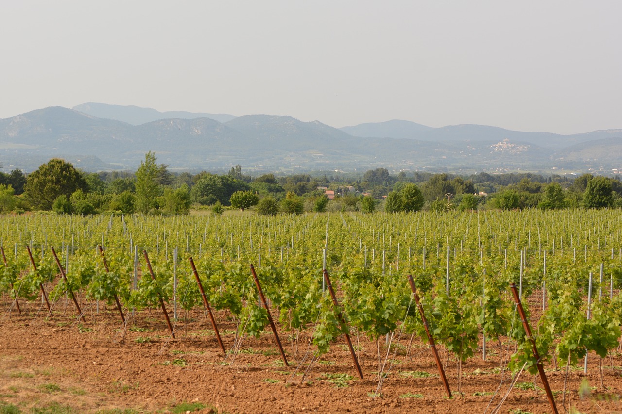 vineyards landscape view free photo