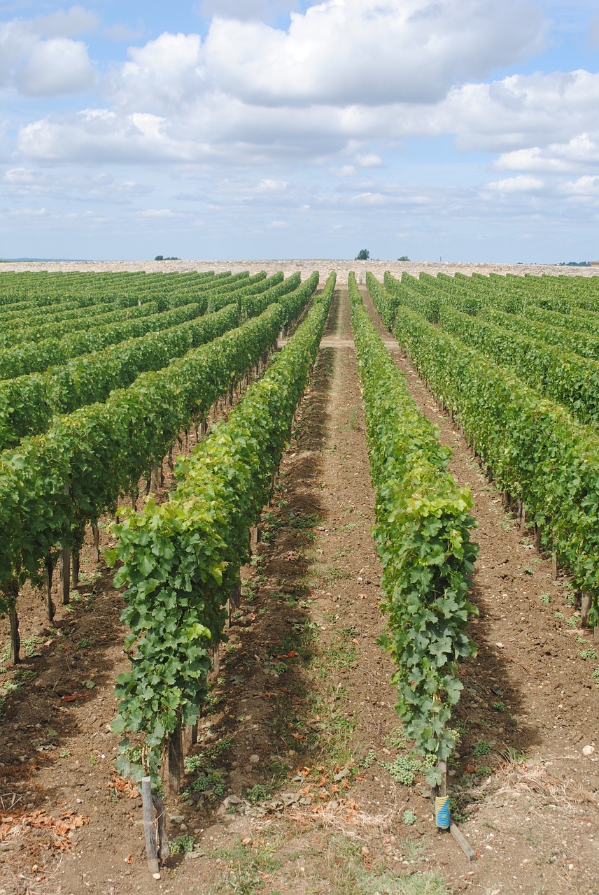 vineyards france french free photo