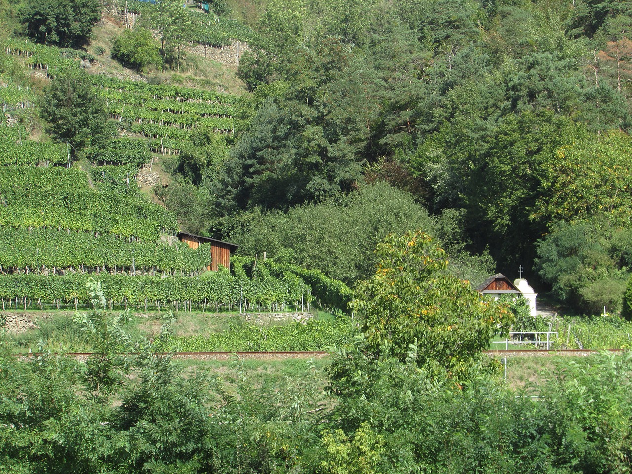 vineyards wachau austria free photo