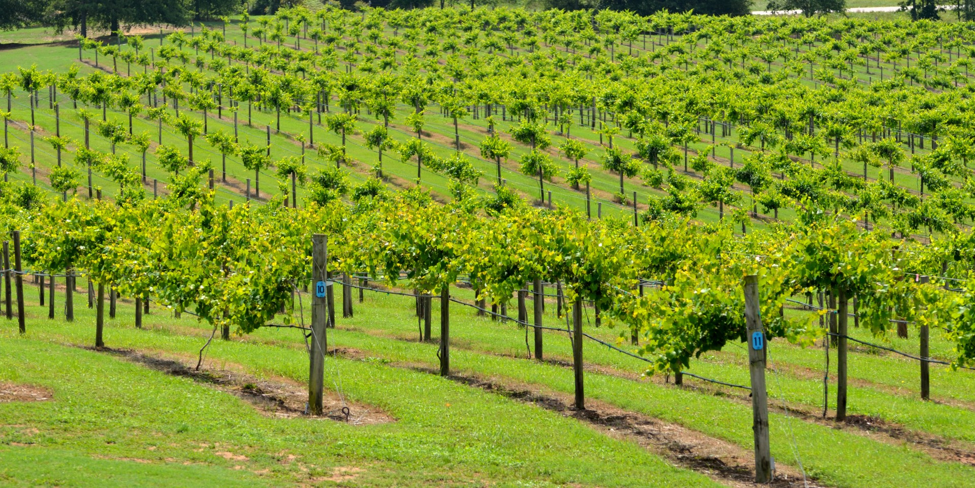 vineyard winery wine free photo