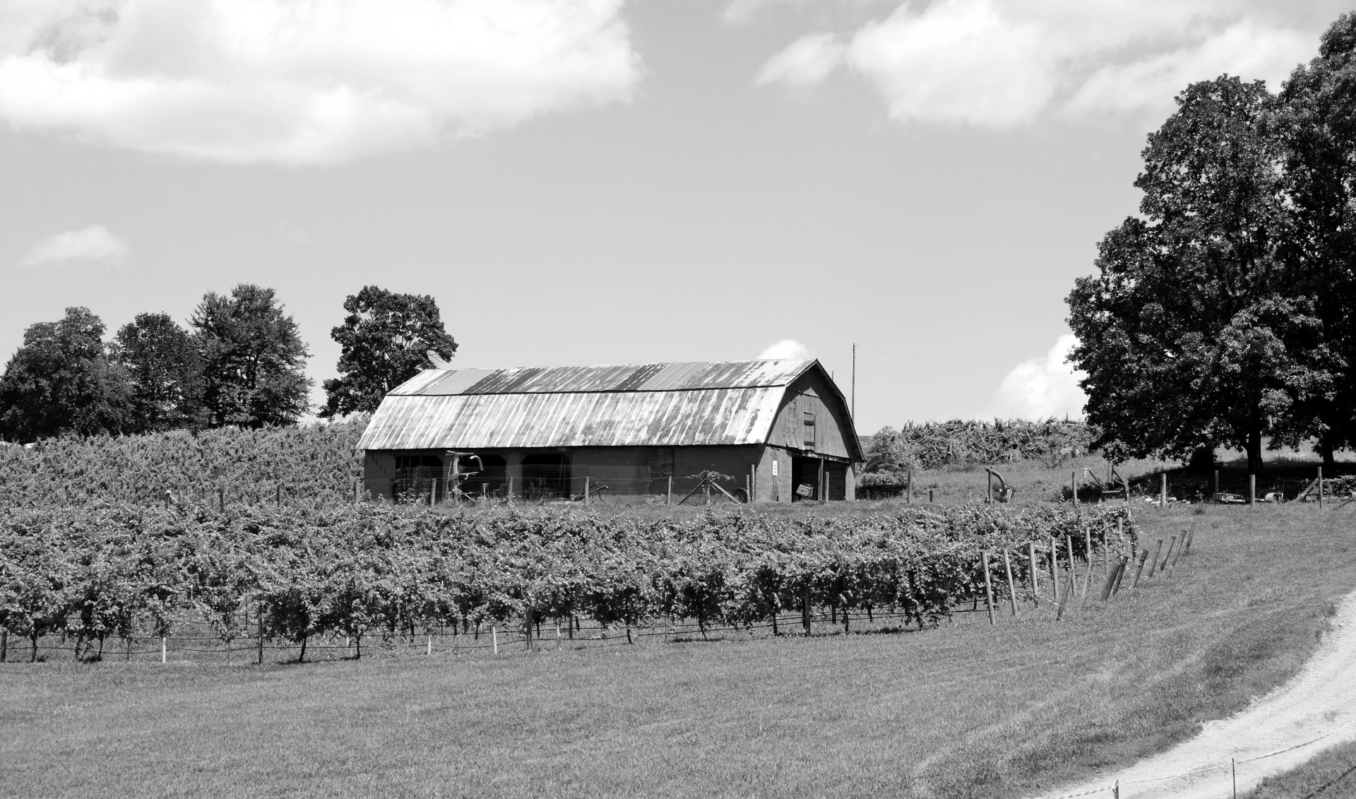 vineyard winery wine free photo