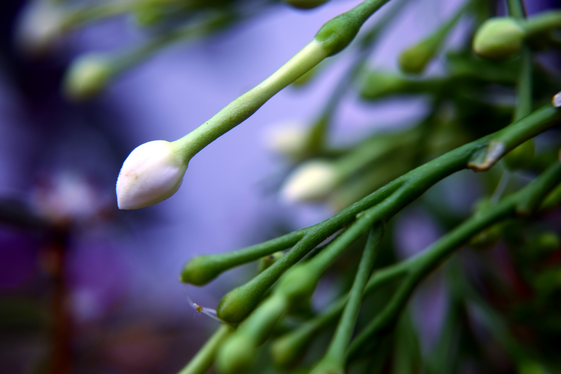 vinka flower buds free photo