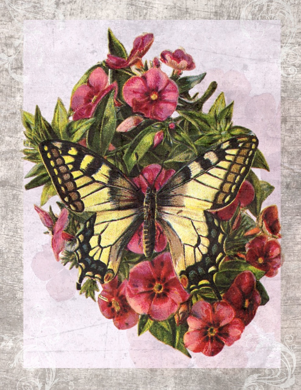 vintage butterfly flower free photo