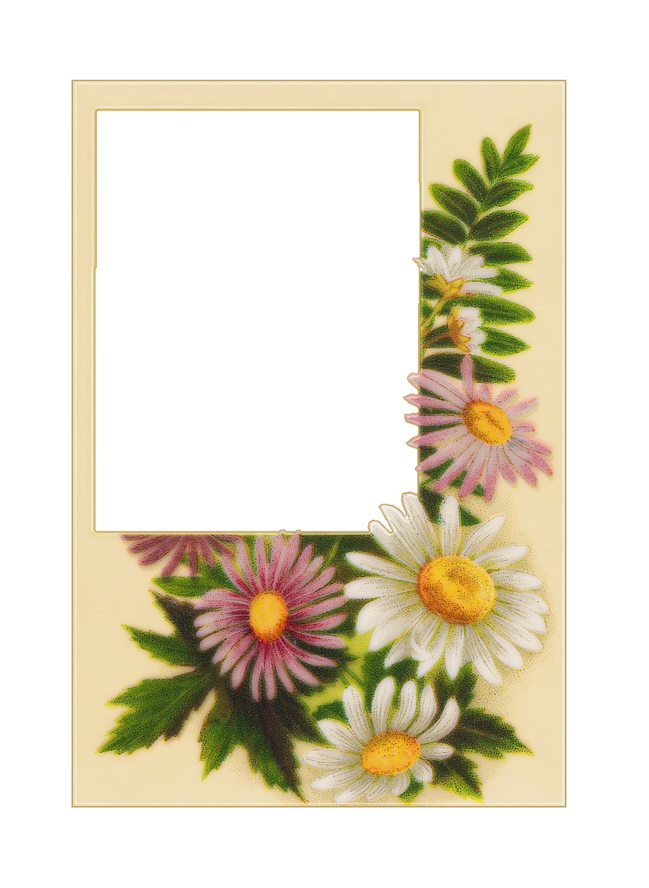 vintage postcards flowers free photo