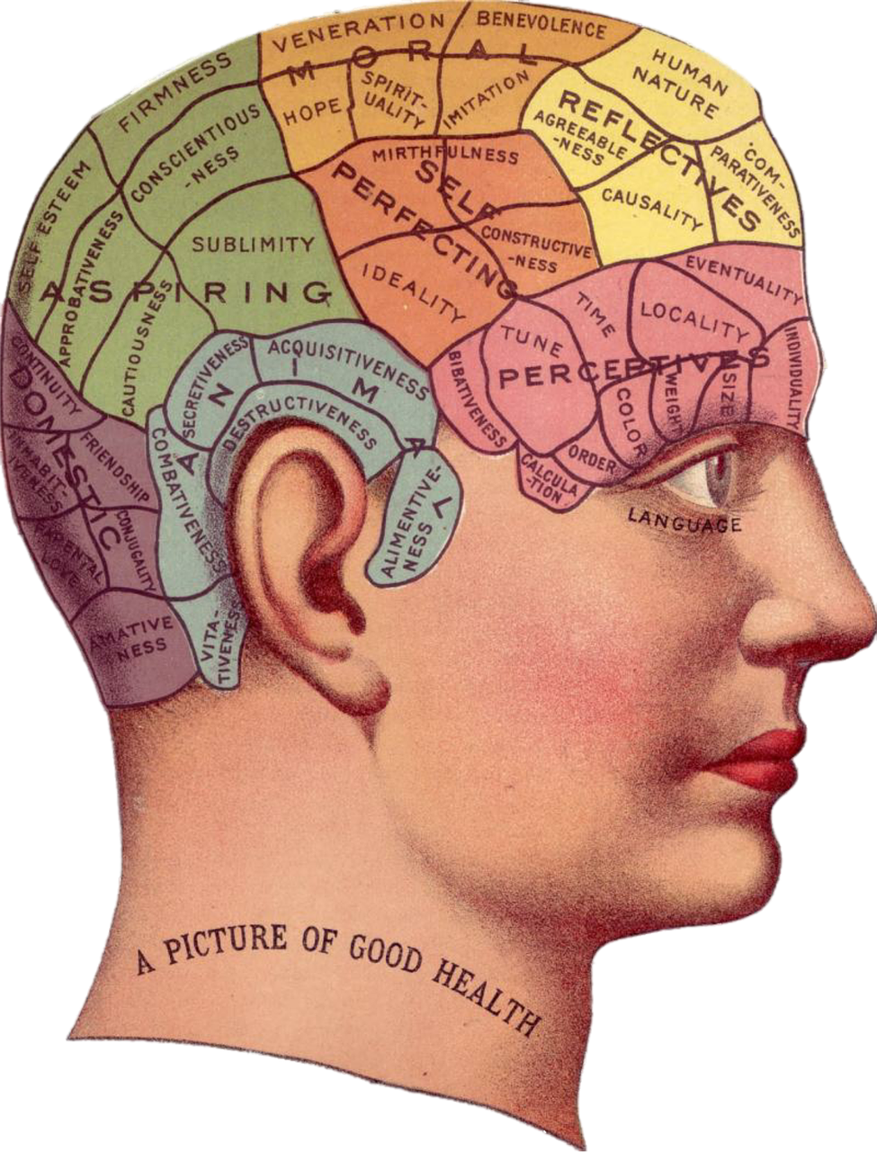 vintage brain advertisement free photo