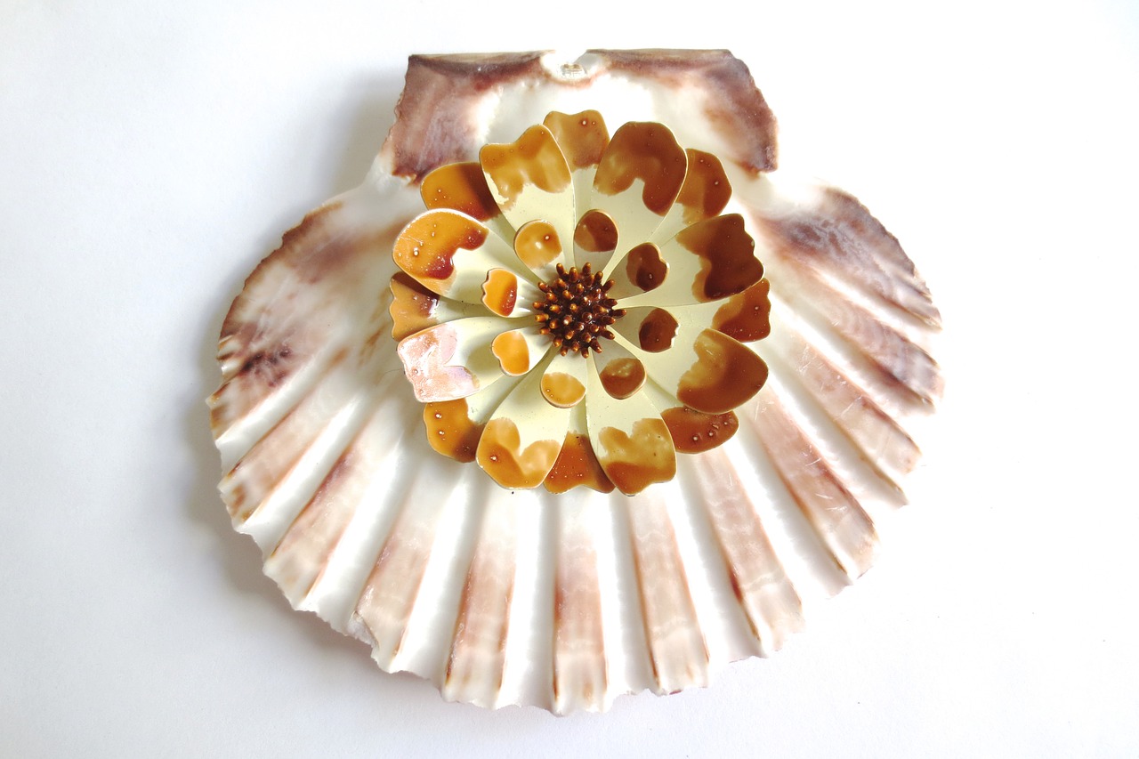 vintage scallop shell free photo