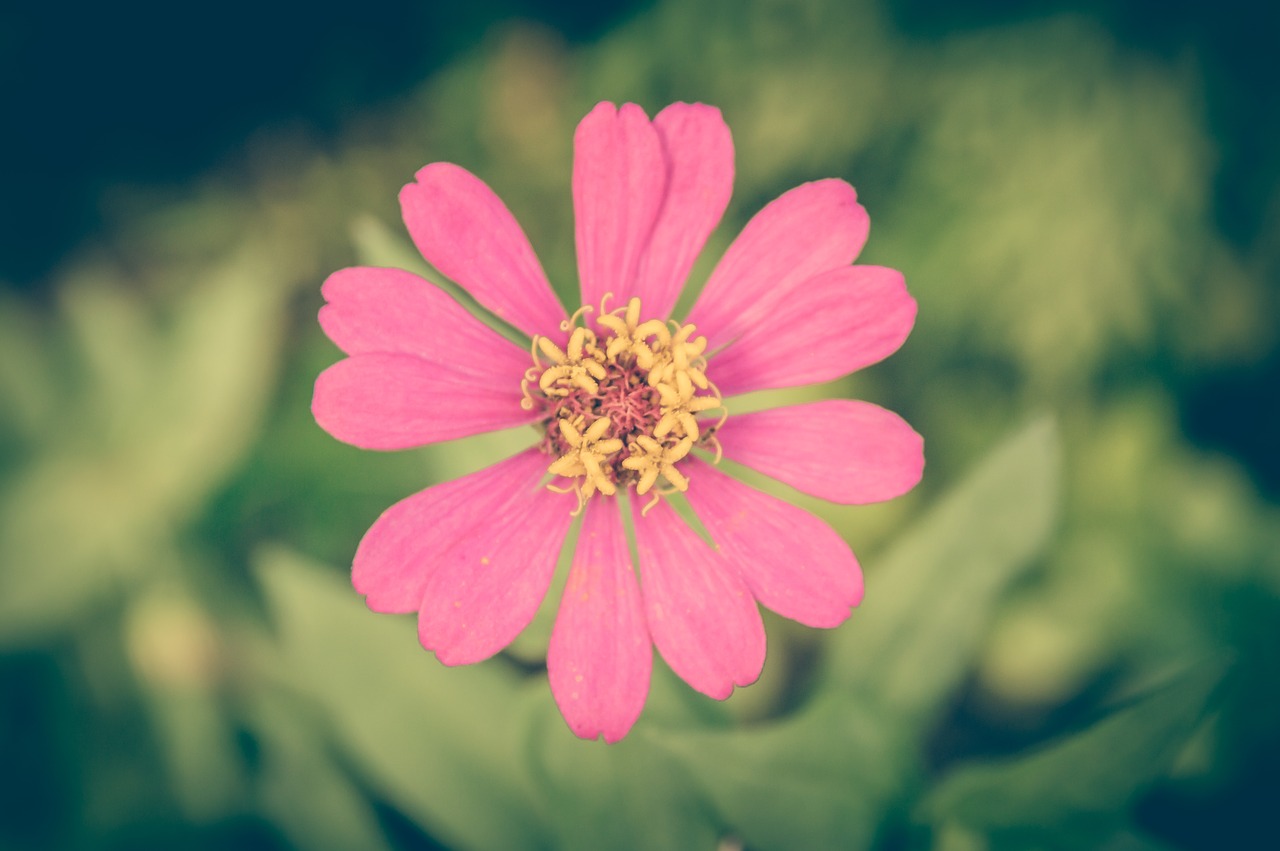 zinnia vintage flower free photo