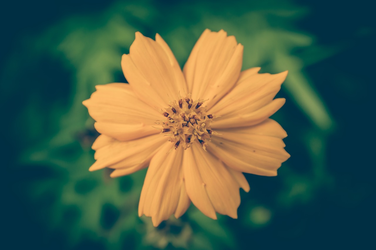 cosmea vintage flower free photo