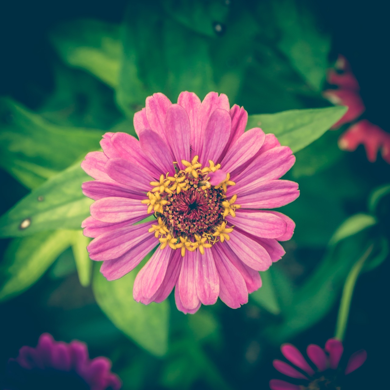 zinnia vintage flower free photo