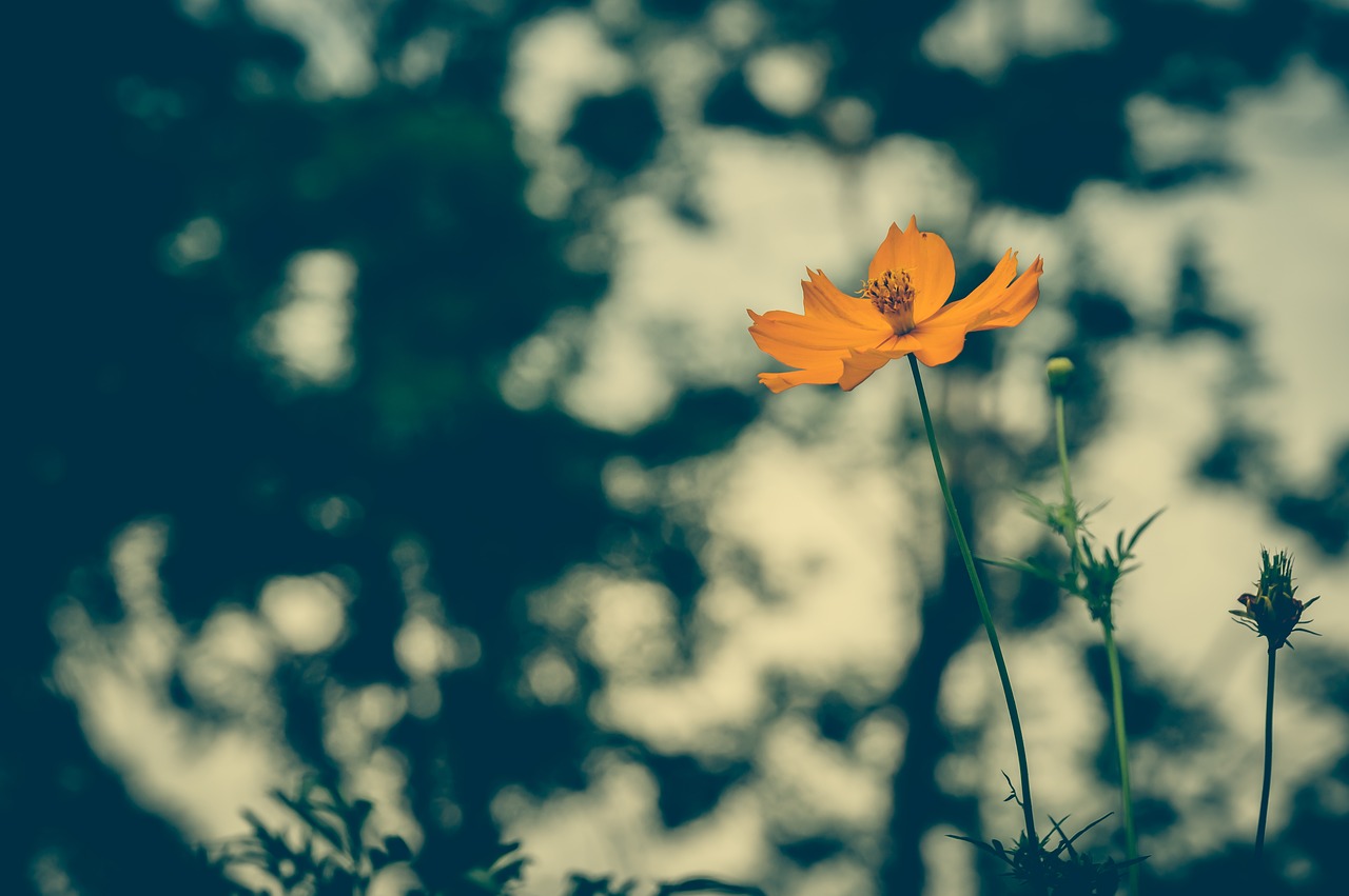 cosmea vintage flower free photo