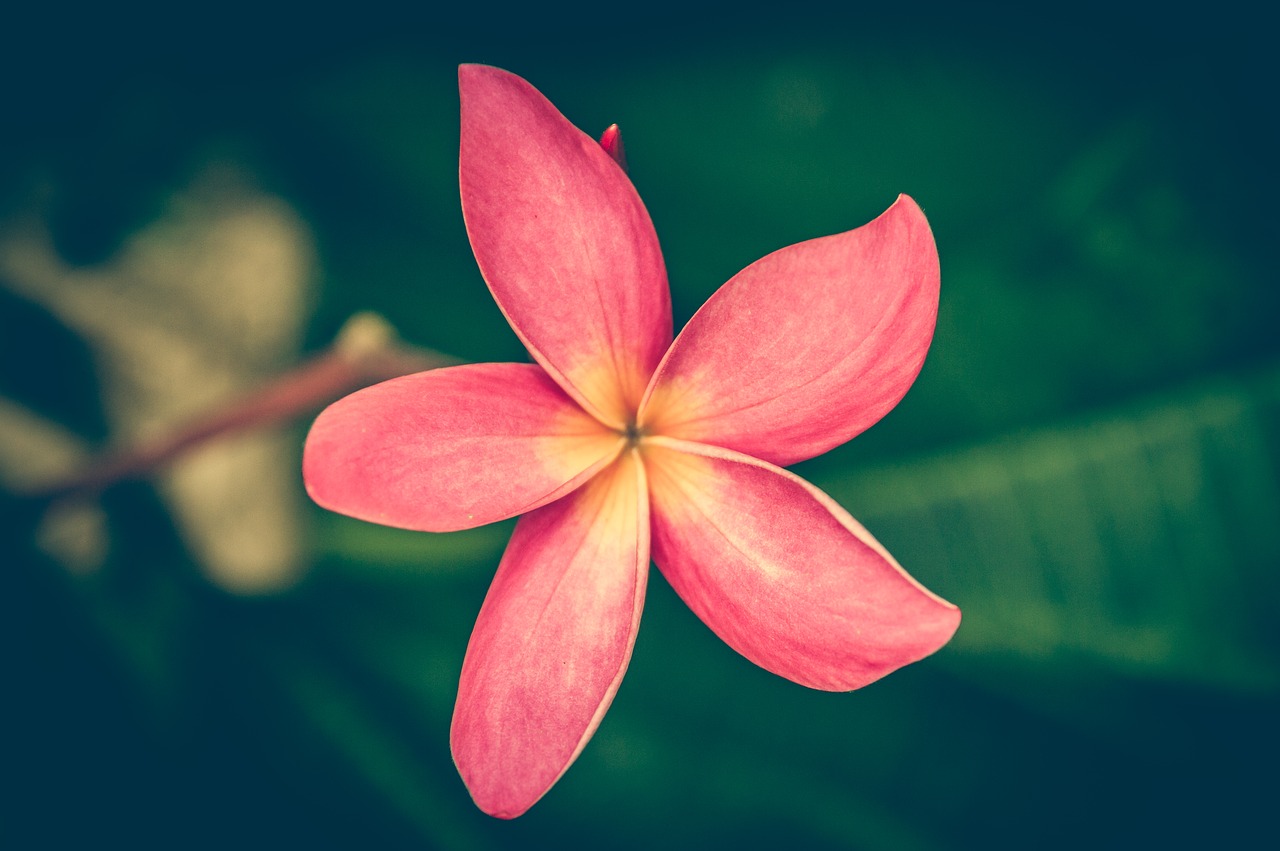 plumeria vintage frangipani free photo