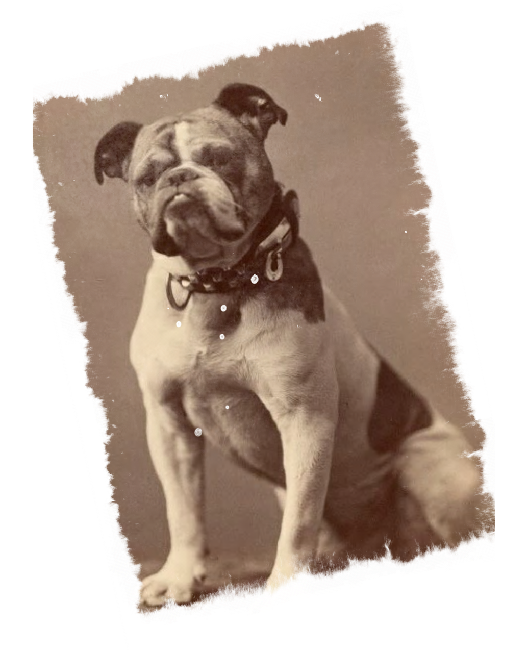 vintage photograph dog free photo