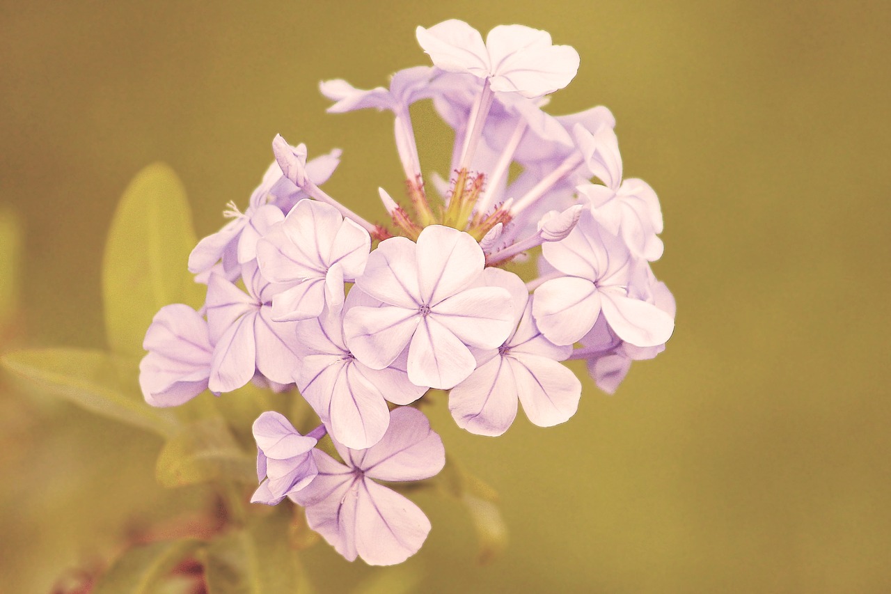 vintage blossom bloom free photo