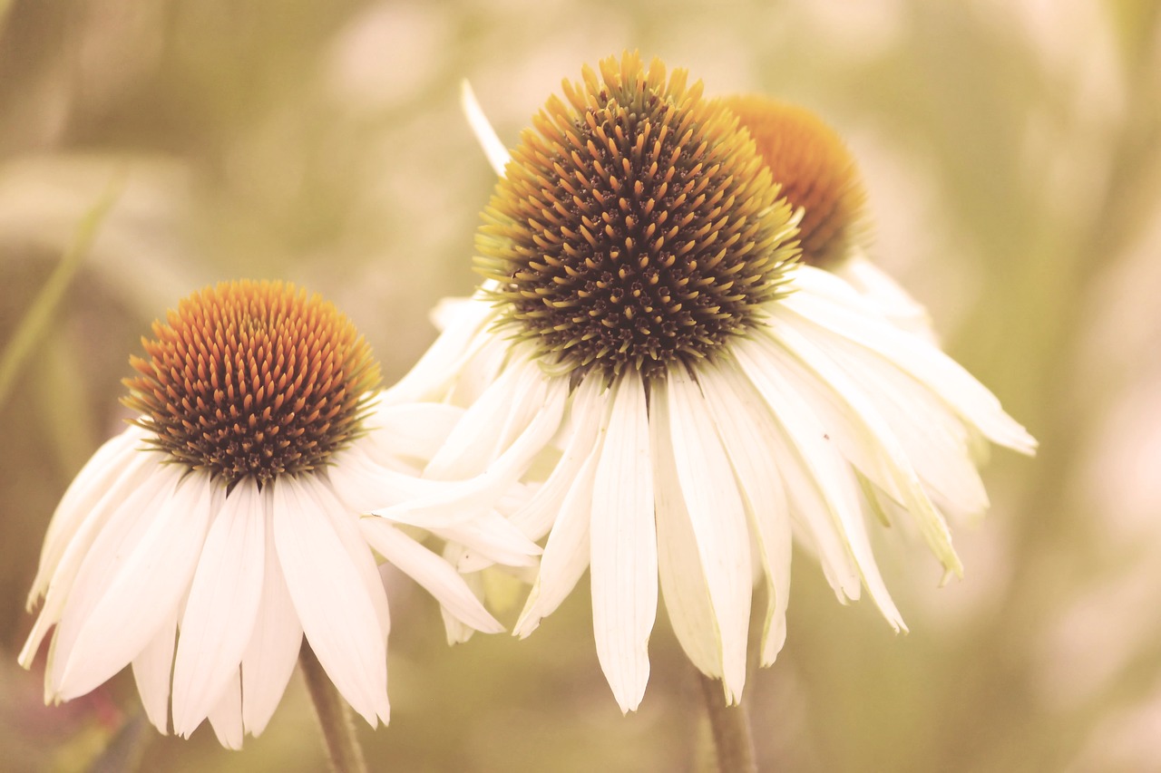 vintage blossom bloom free photo