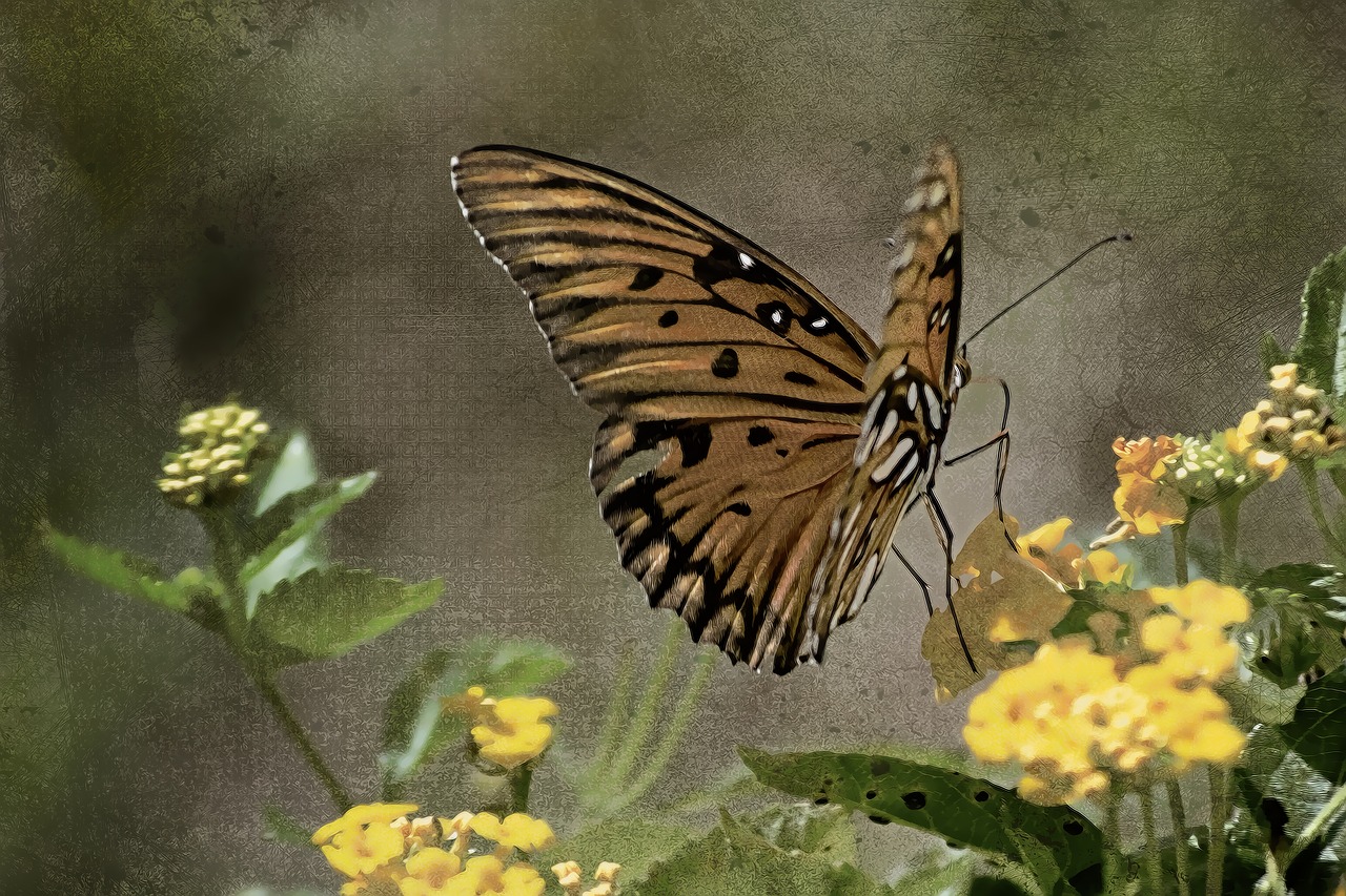 vintage butterfly insect free photo