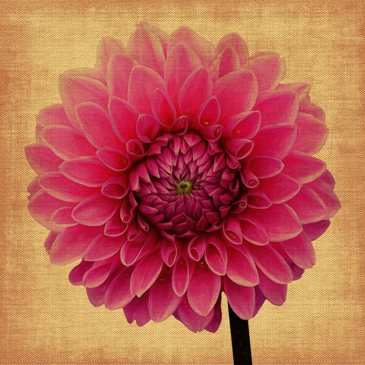 vintage dahlia flower free photo