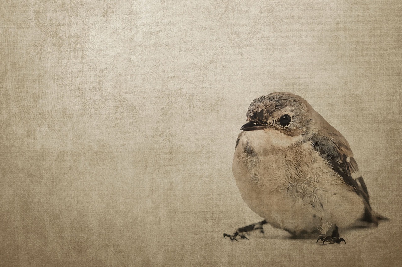 vintage bird sparrow free photo
