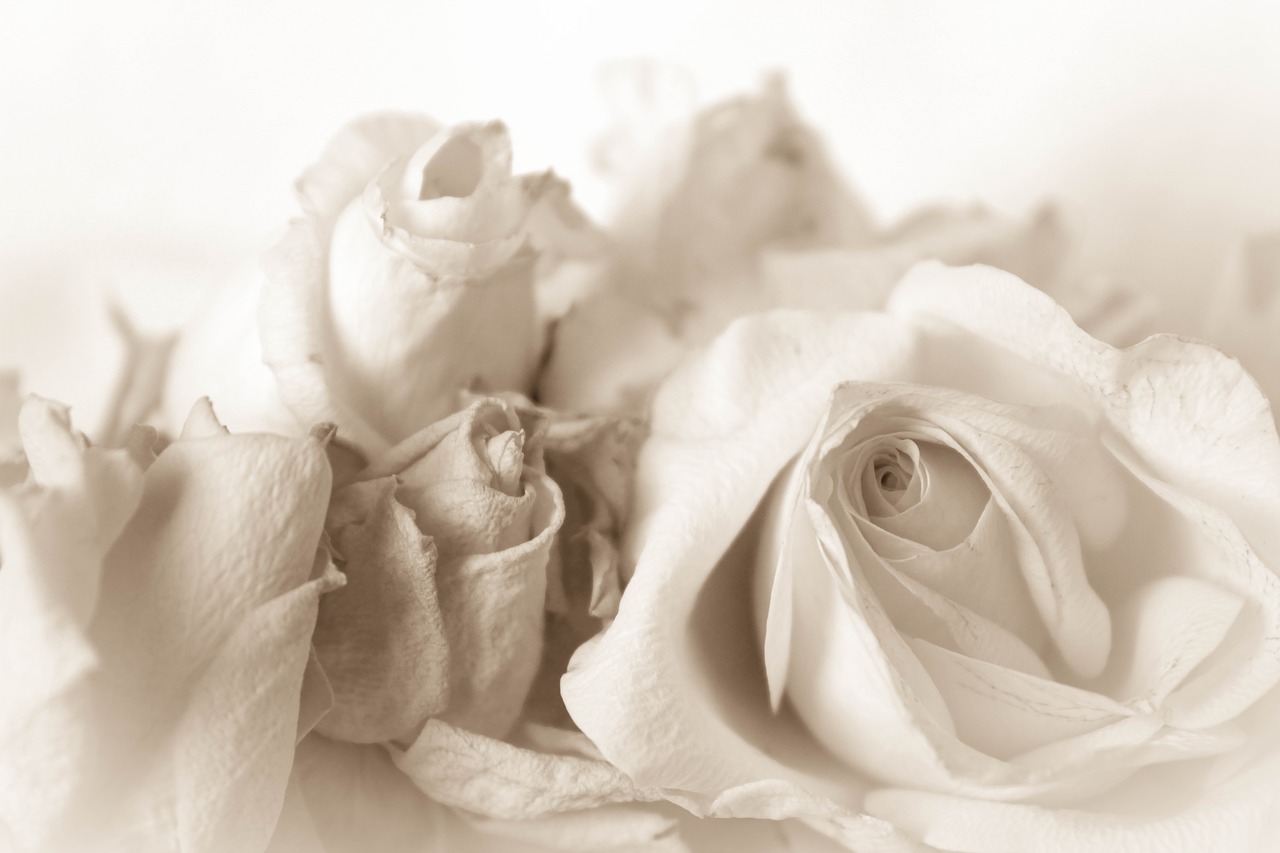 vintage rose shabby chic free photo