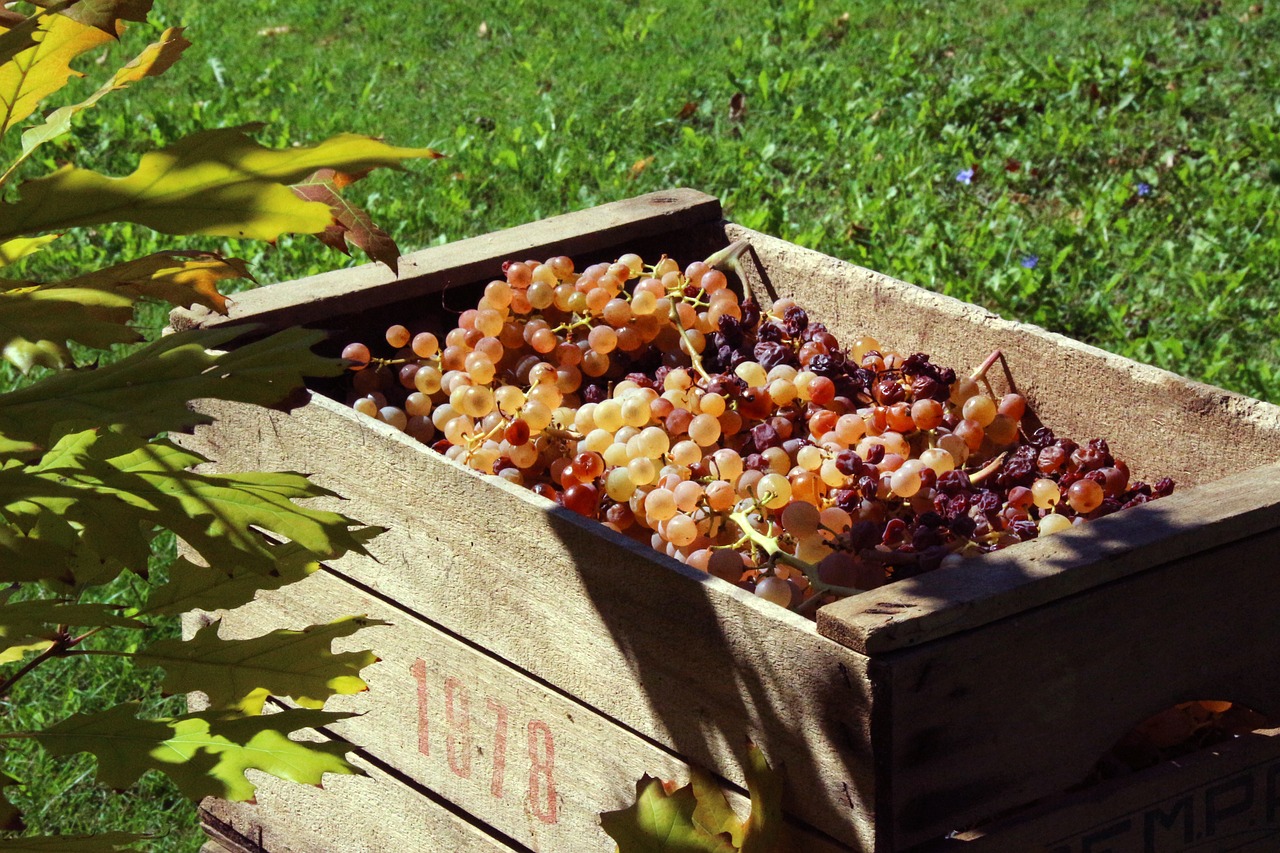 vintage grapes autumn free photo