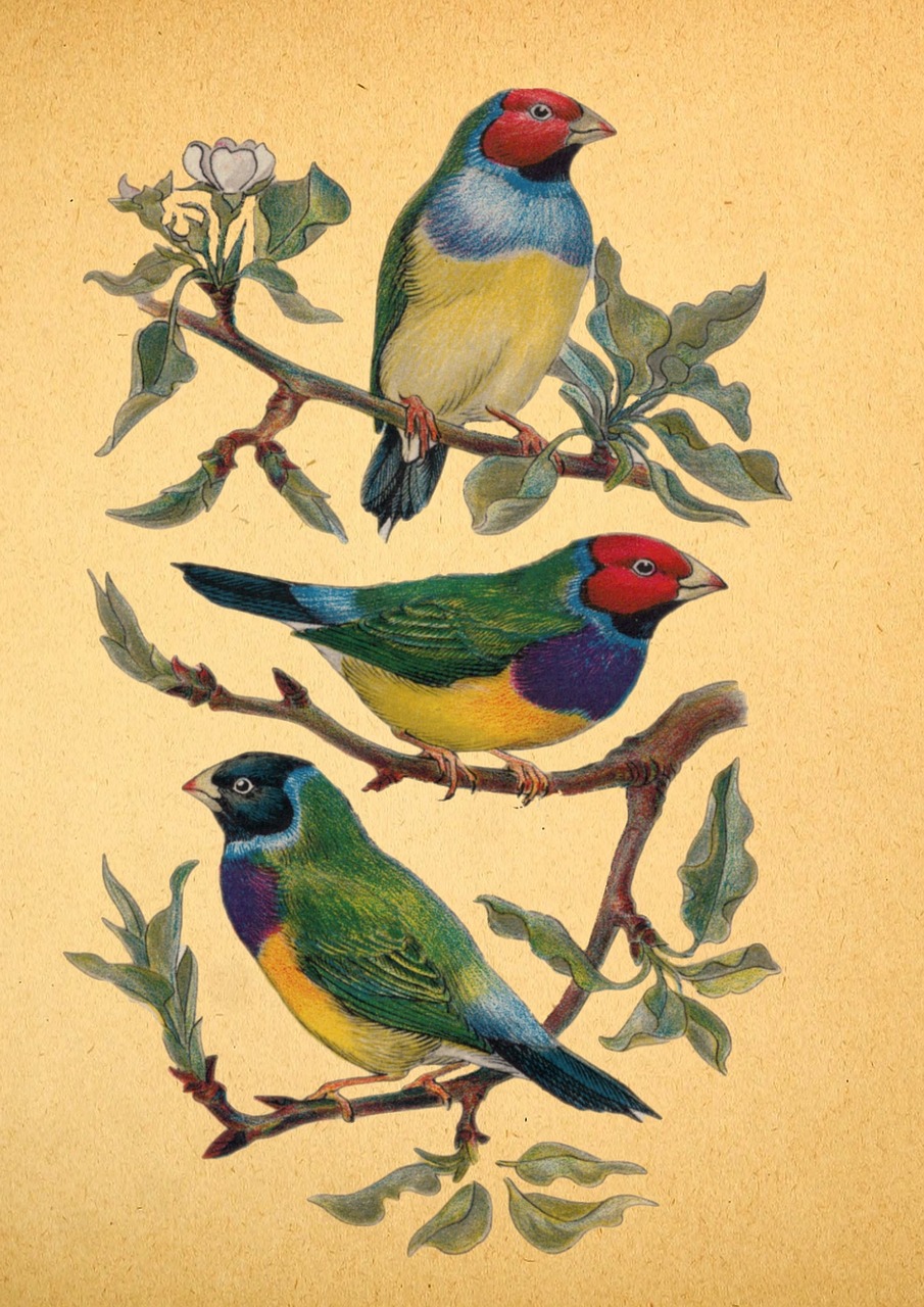 vintage aviary birds free photo