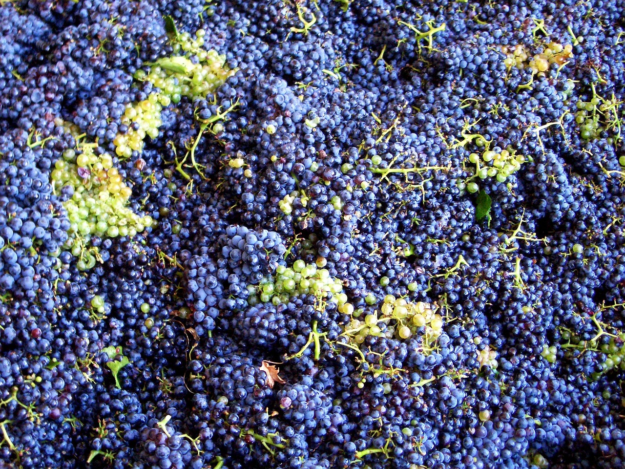 vintage grapes grape harvest free photo