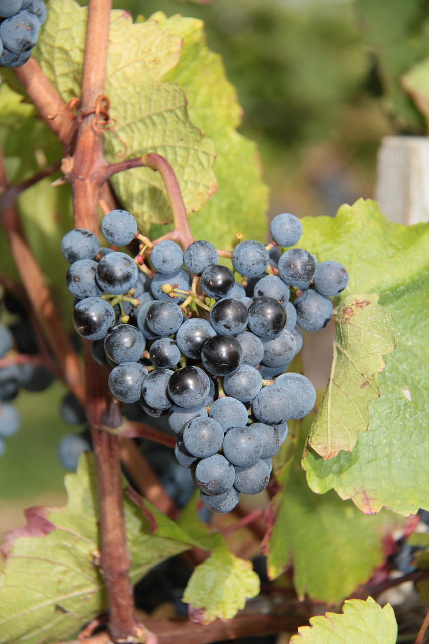 vintage  vine  grape free photo