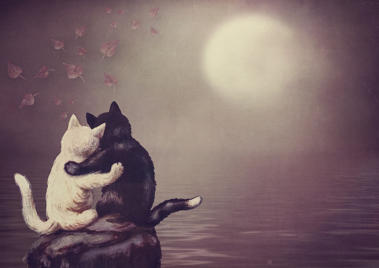 vintage  cat  moon free photo