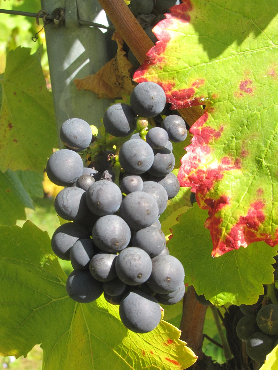 vintage grapes wine free photo