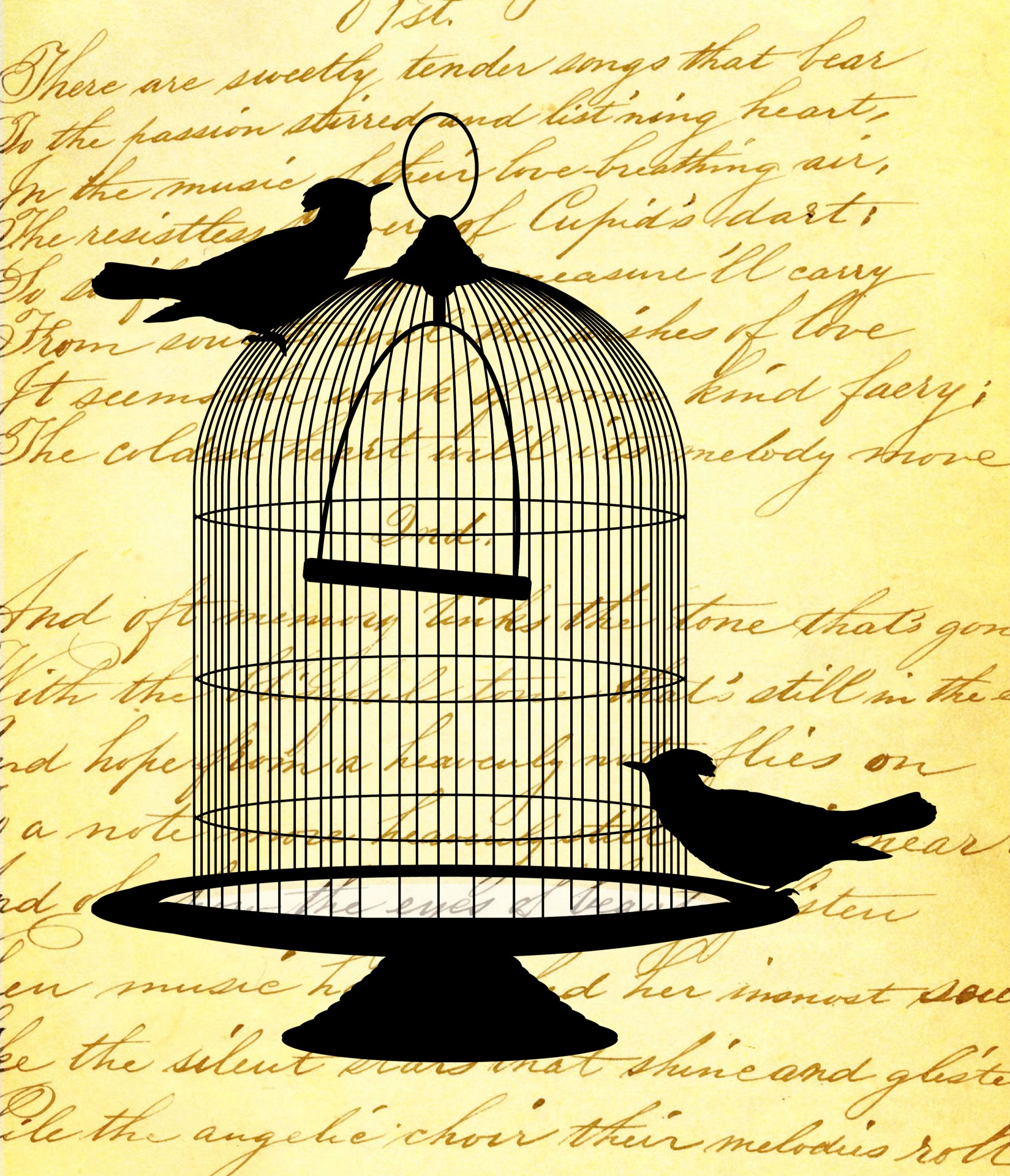 bird birds cage free photo