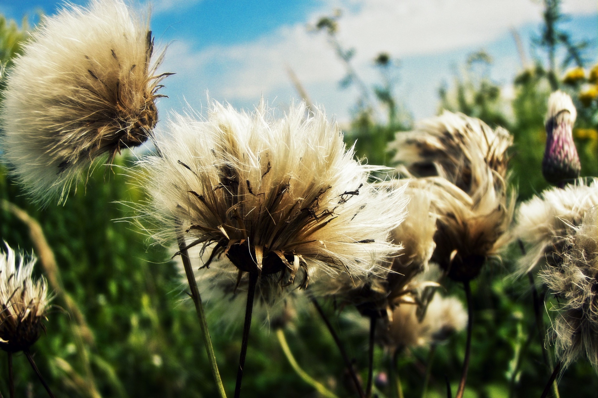 dandelions dandelion impression free photo