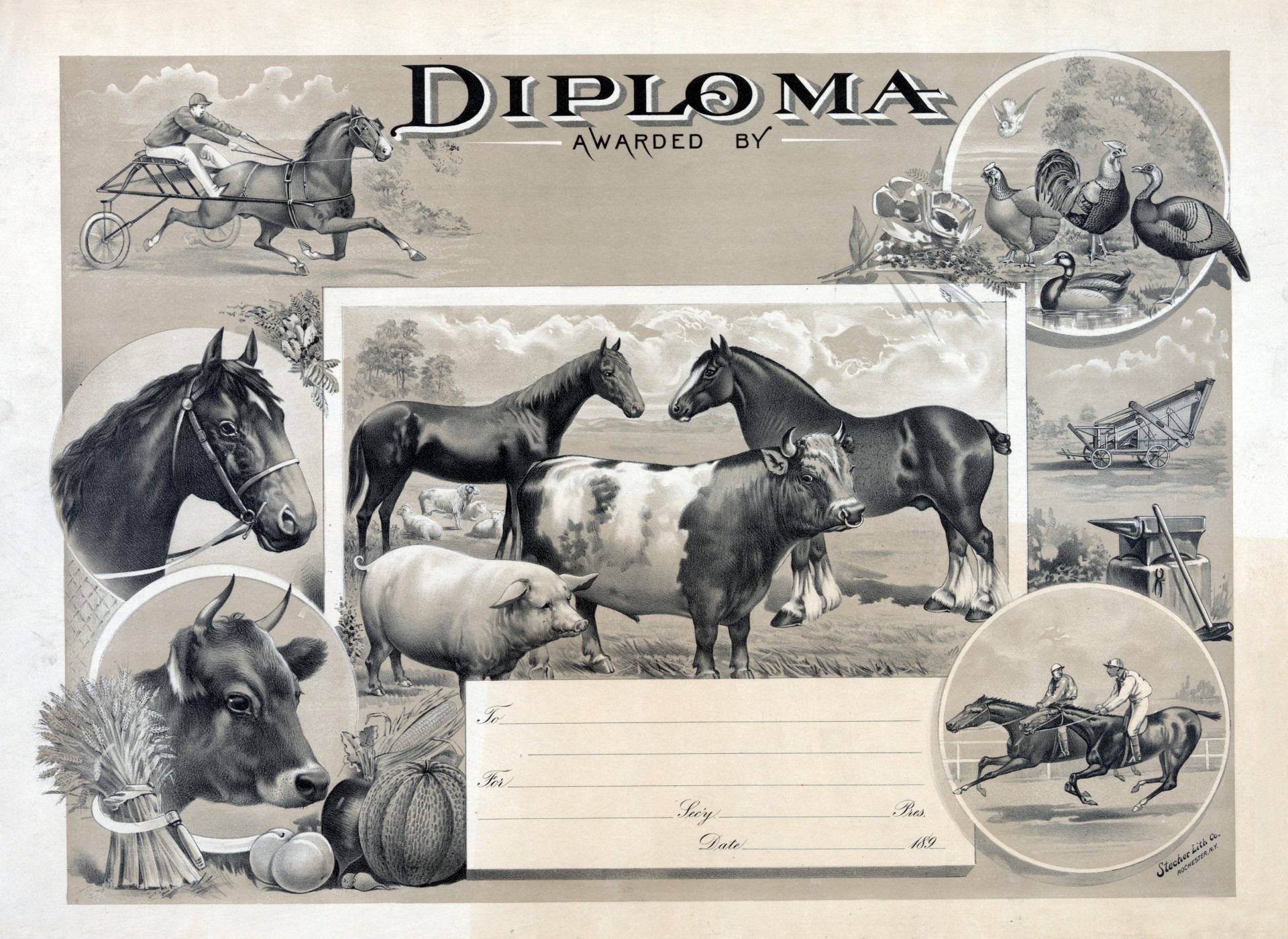 diploma certificate vintage free photo